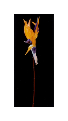 Bird of parafish