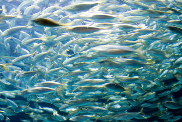 Shoal