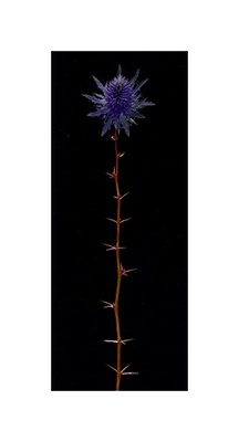 Thistle on spike