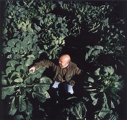 Cabbages